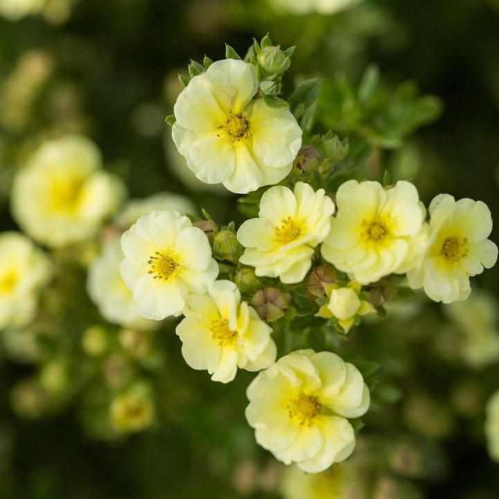 Lemon Meringue® Potentilla