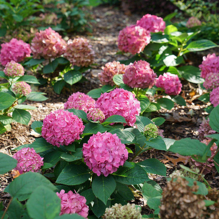 Let's Dance ¡Arriba!® Bigleaf Hydrangea