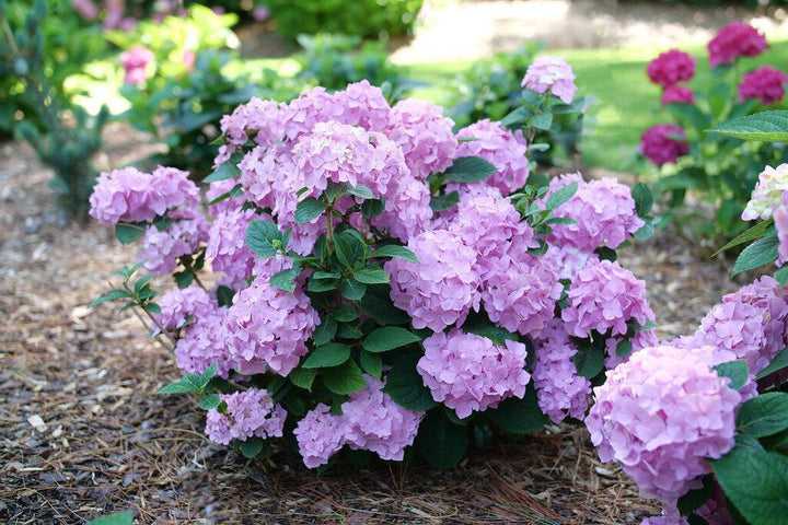 Let's Dance Sky View® Reblooming Hydrangea |Proven Winners®