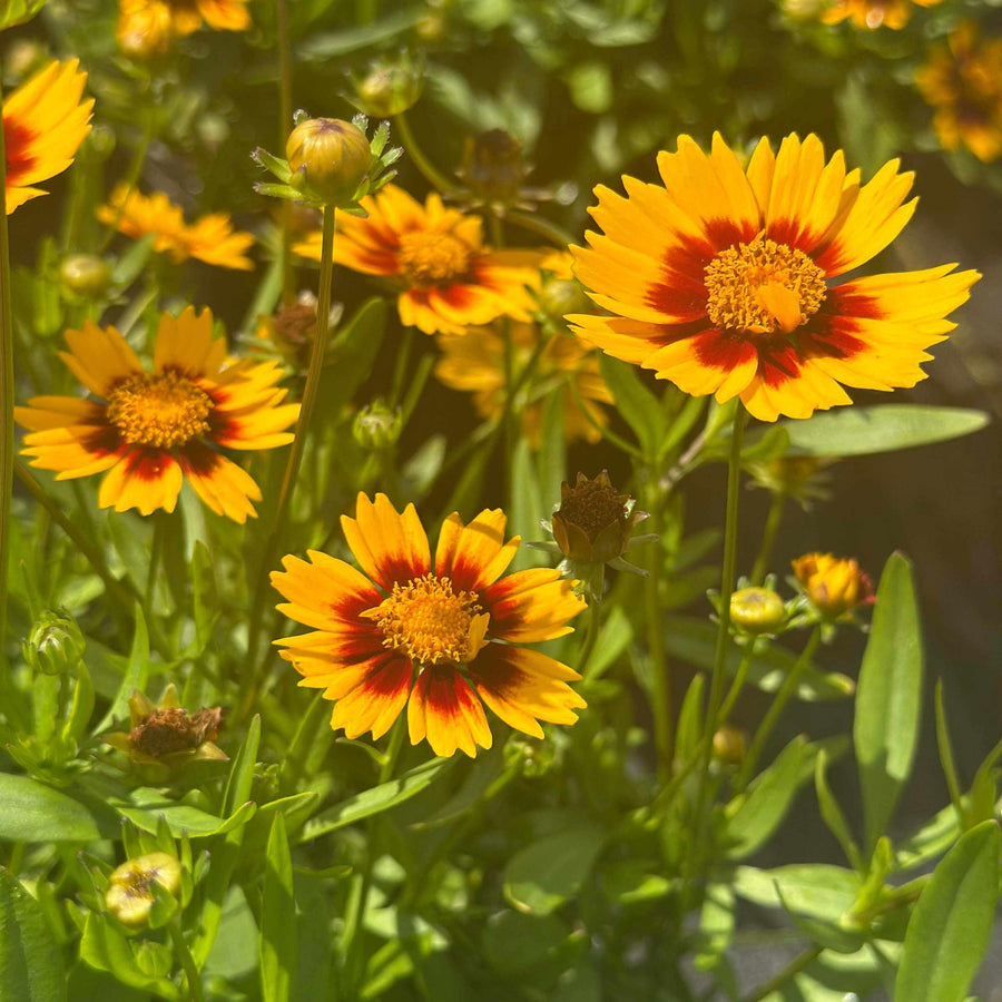 coreopsis-lil-bang-li-l-bang-daybreak