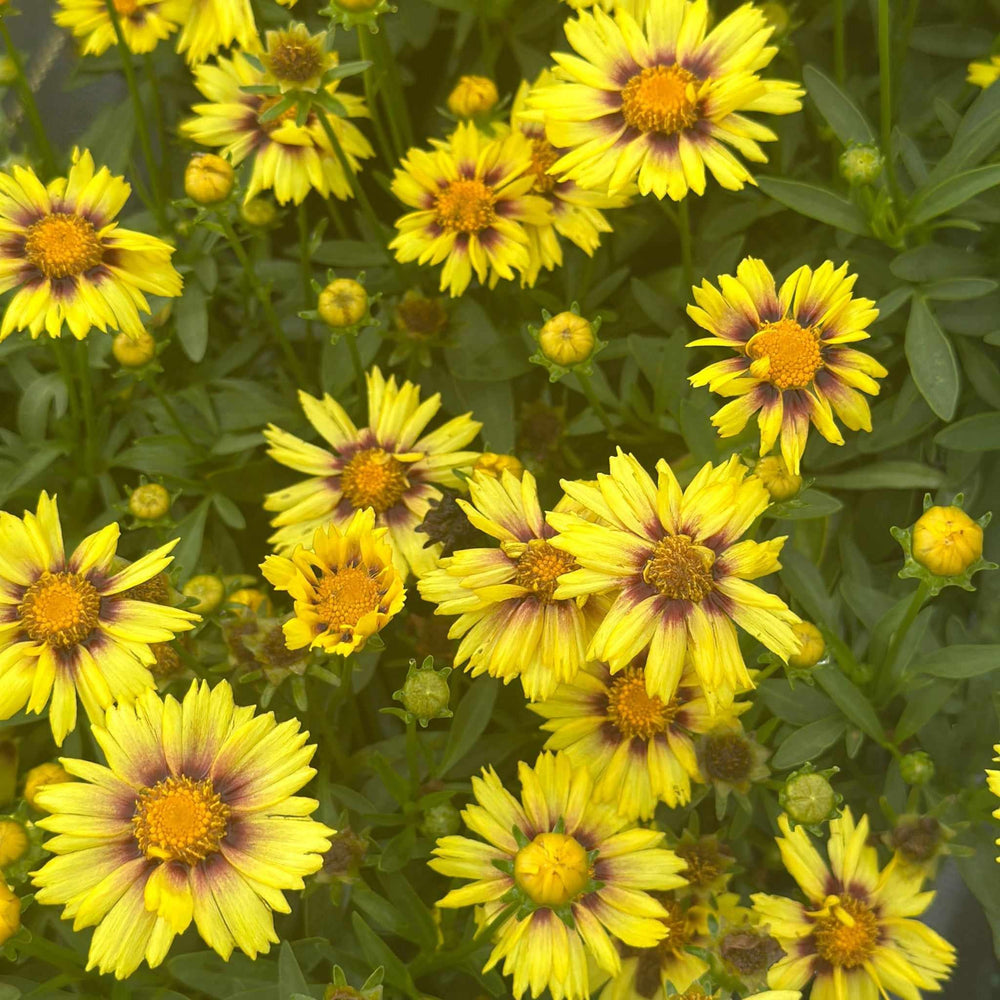 coreopsis-li-l-bang-enchanted-eve