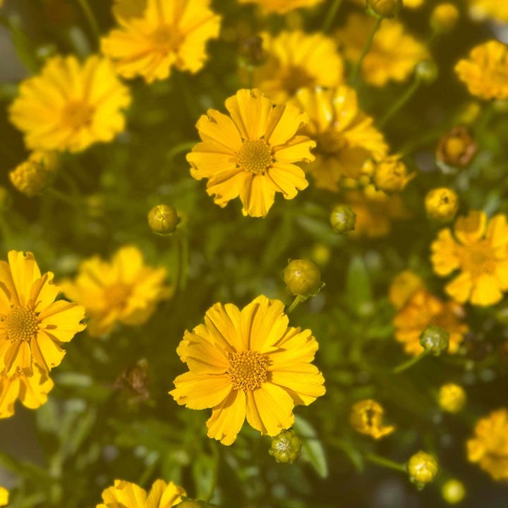 Lil Bang™ Goldilocks Tickseed |Spotswood Greenery
