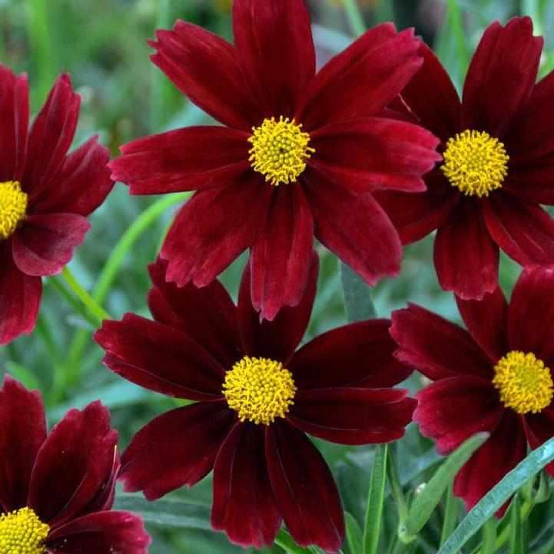 Lil Bang™ Red Elf Coreopsis |Prides Corner Farms