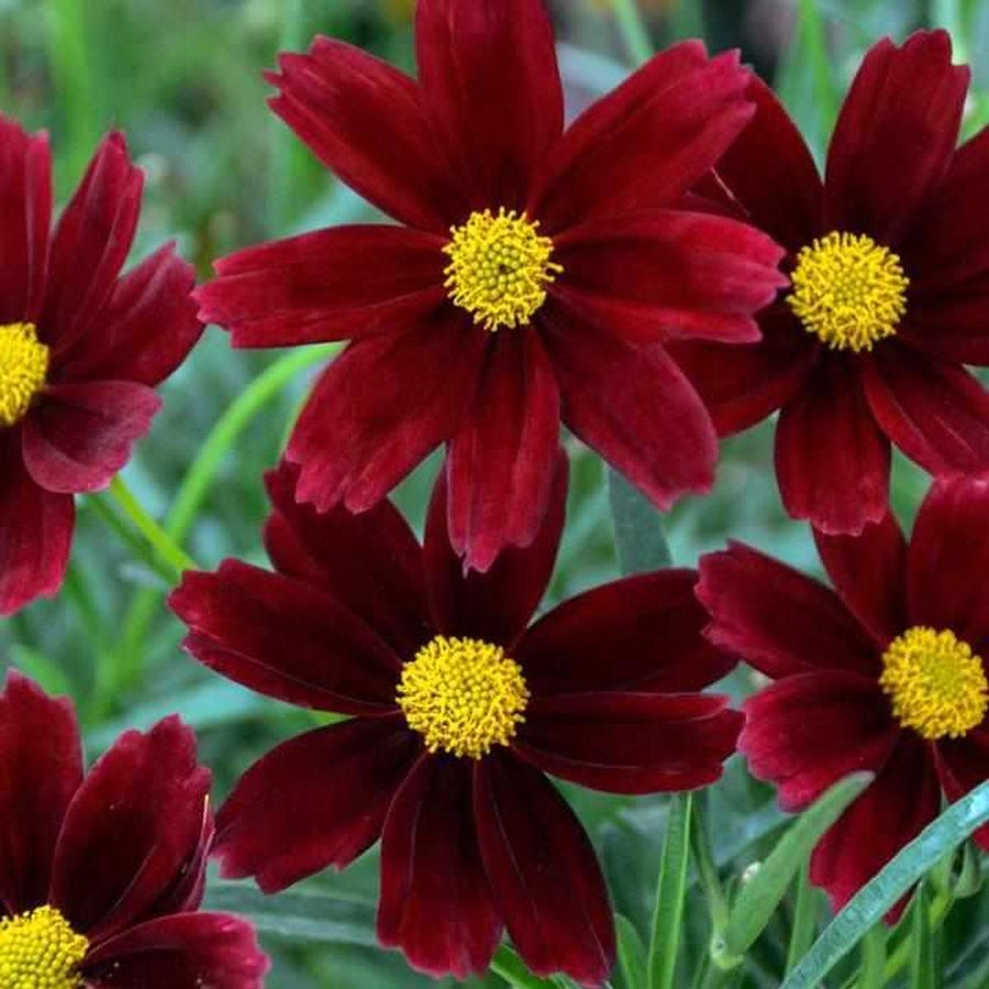 Lil Bang™ Red Elf Coreopsis |Prides Corner Farms