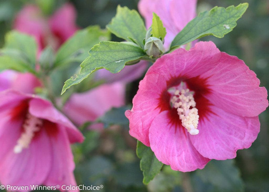 Lil' Kim® Red Rose of Sharon