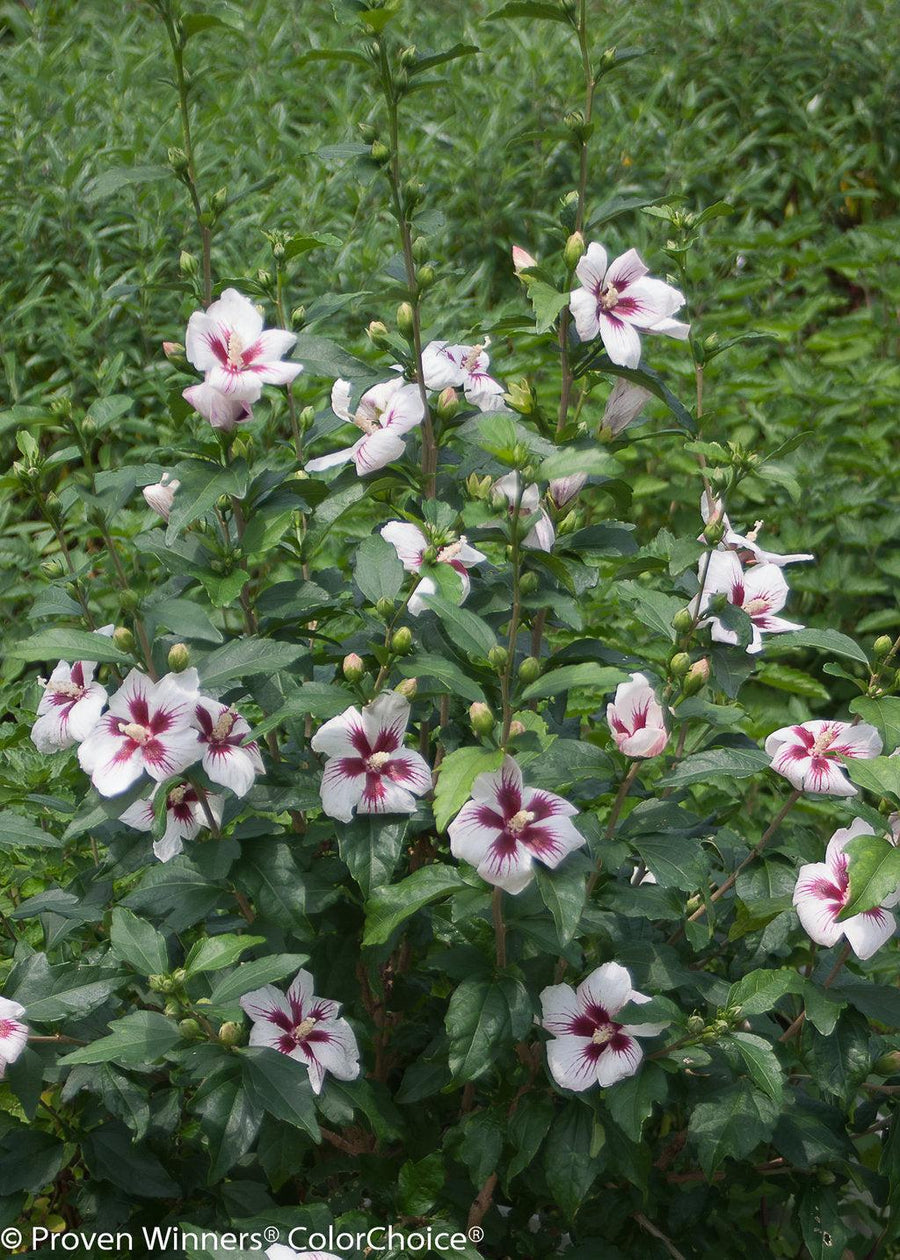 Lil' Kim® Rose of Sharon