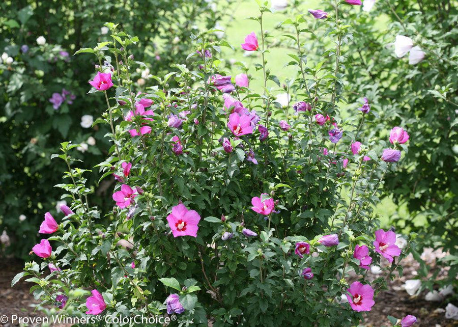 Lil' Kim® Violet Rose of Sharon