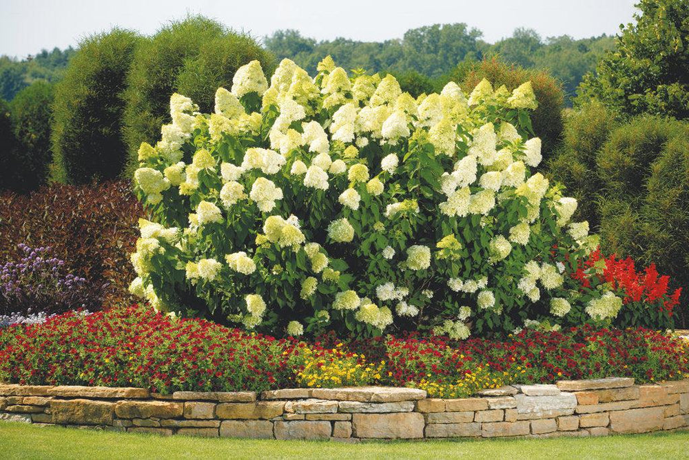 Limelight Hydrangea