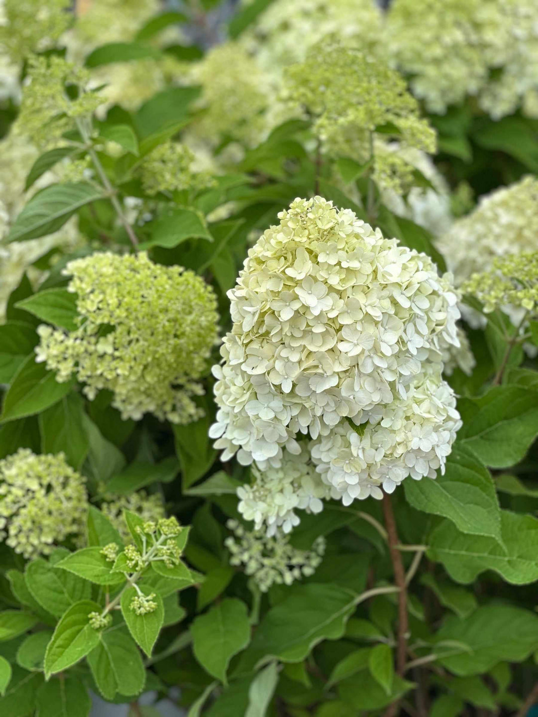 Limelight Hydrangea