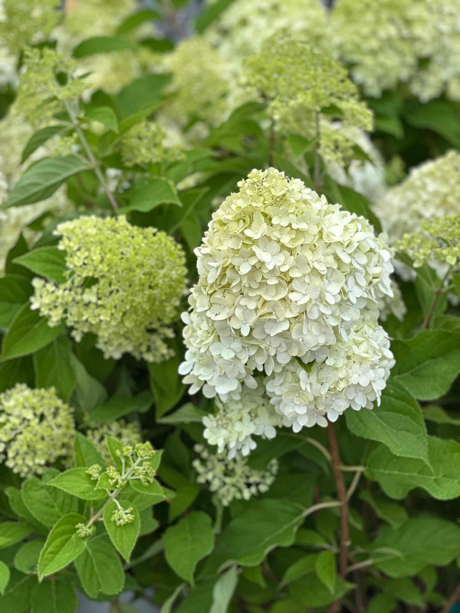 Limelight Hydrangea