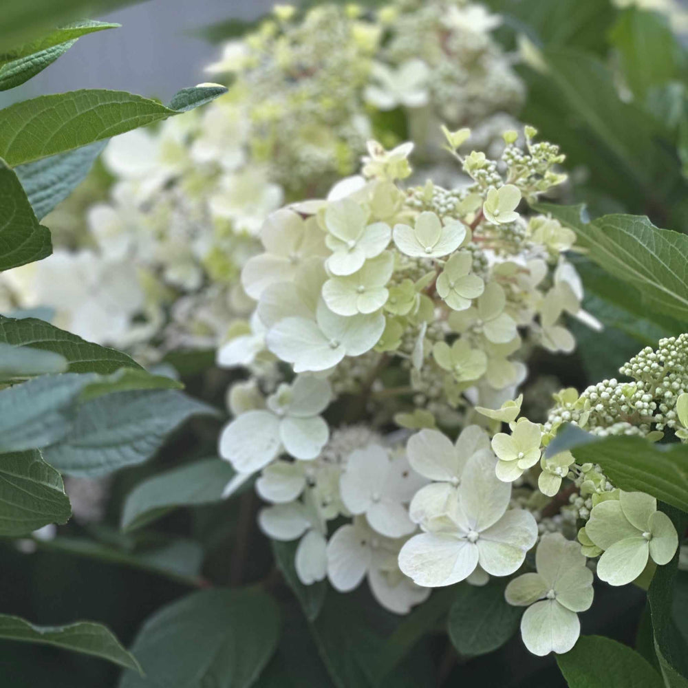 Limelight Prime® Panicle Hydrangea