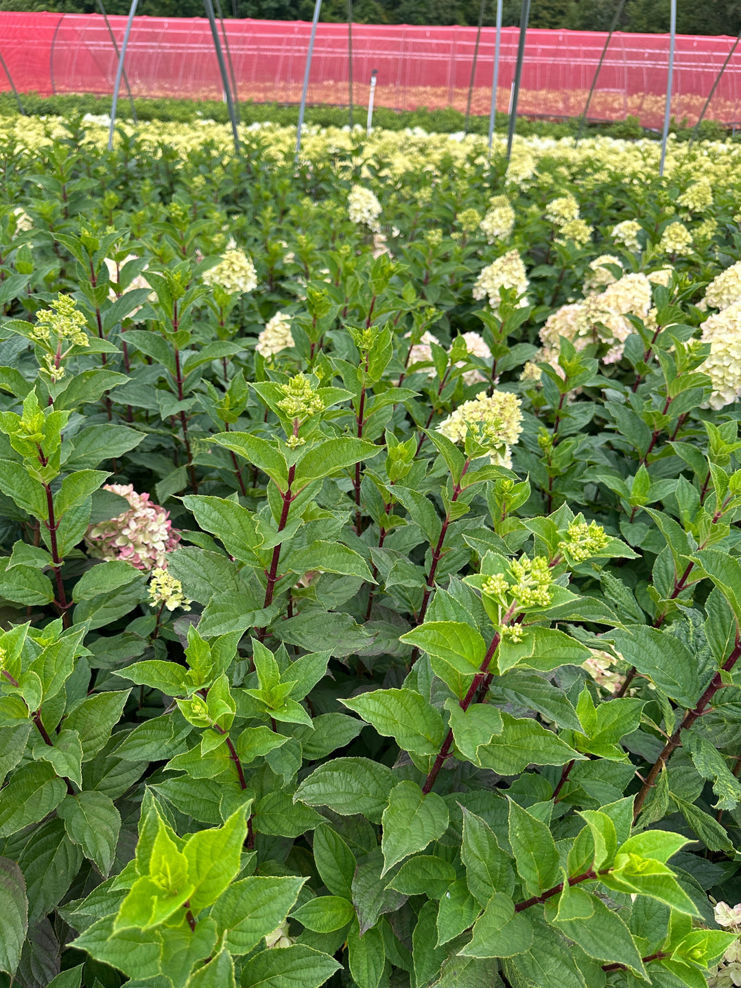 Limelight Prime® Panicle Hydrangea