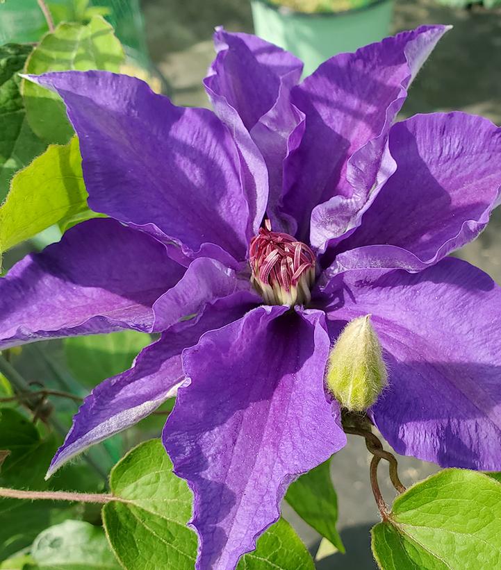 Lindsay® Clematis