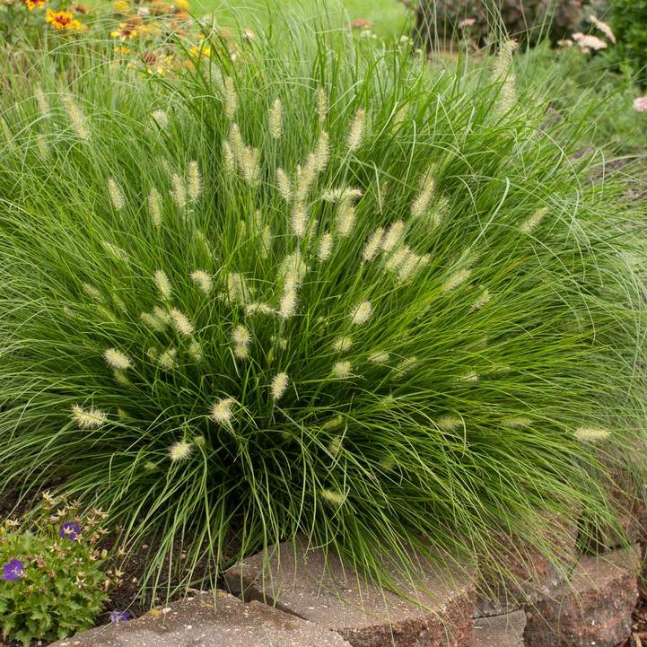 Little Bunny Dwarf Fountain Grass