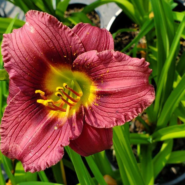 Little Grapette Daylily