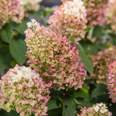 Little Hottie® Panicle Hydrangea
