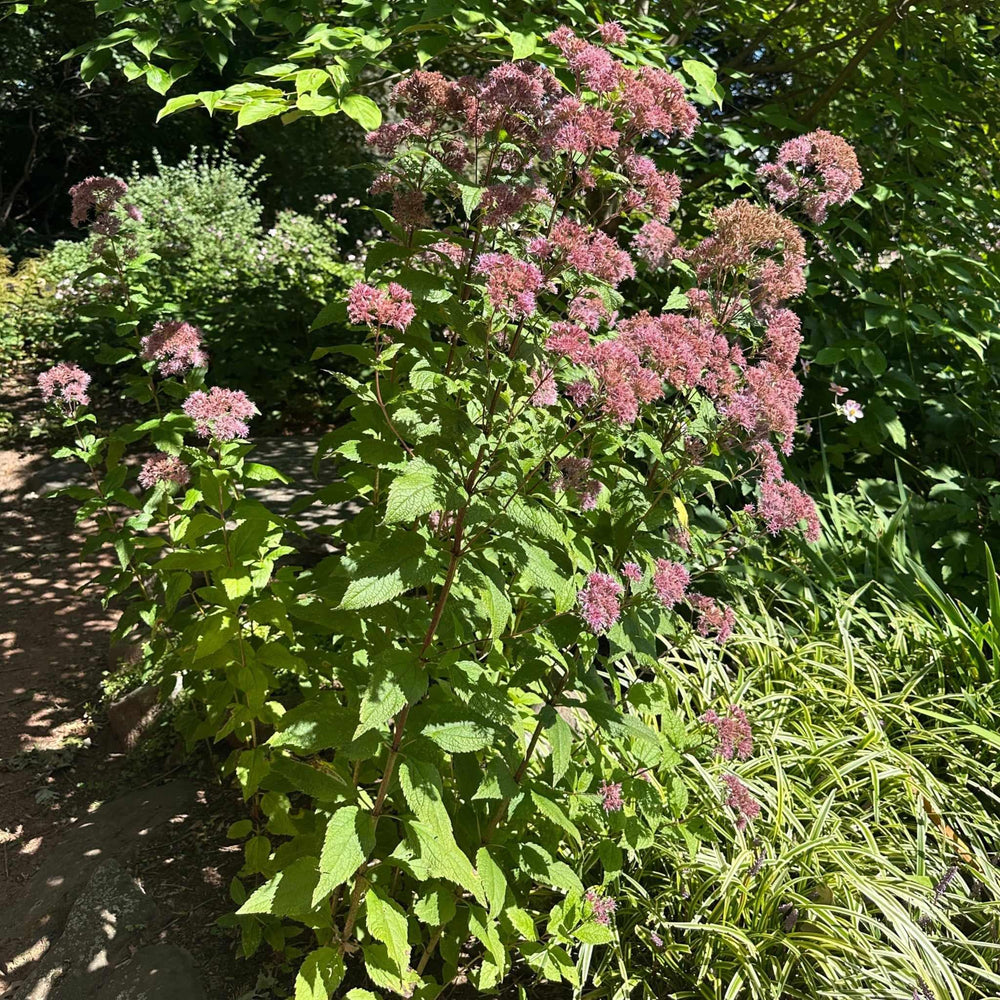 Little Joe Pye Weed