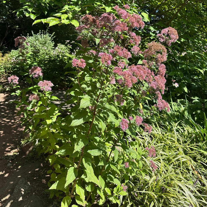 Little Joe Pye Weed