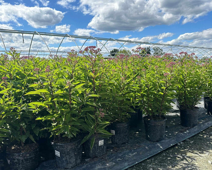 Little Joe Pye Weed