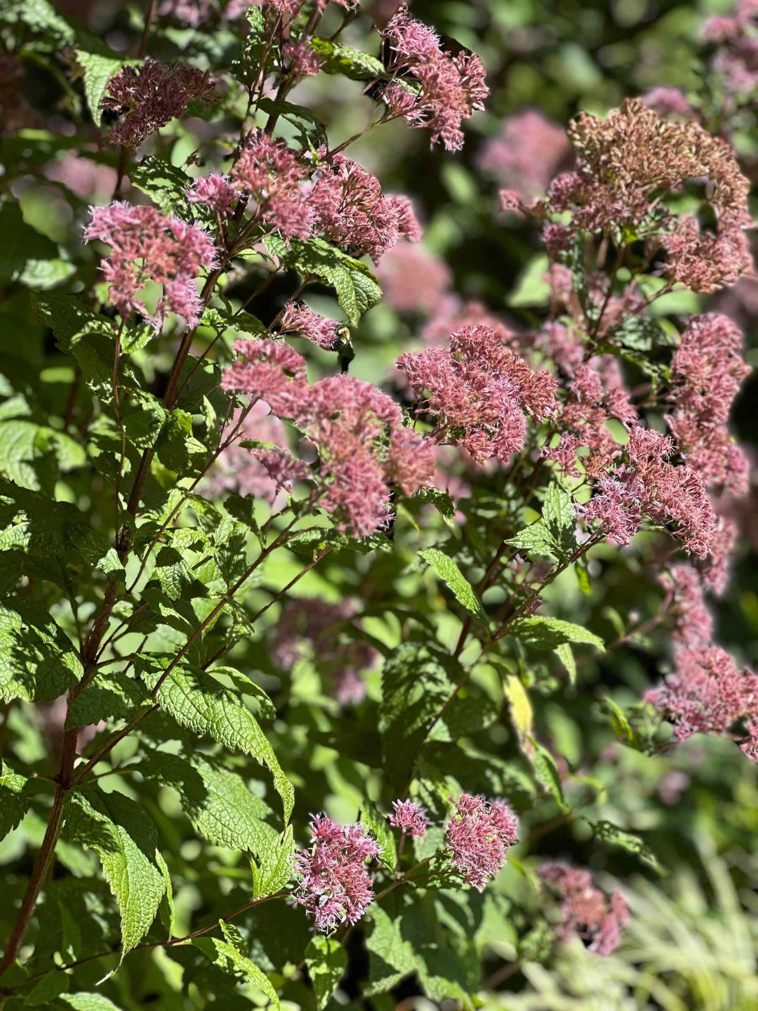 Little Joe Pye Weed