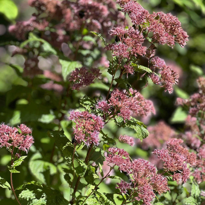Little Joe Pye Weed
