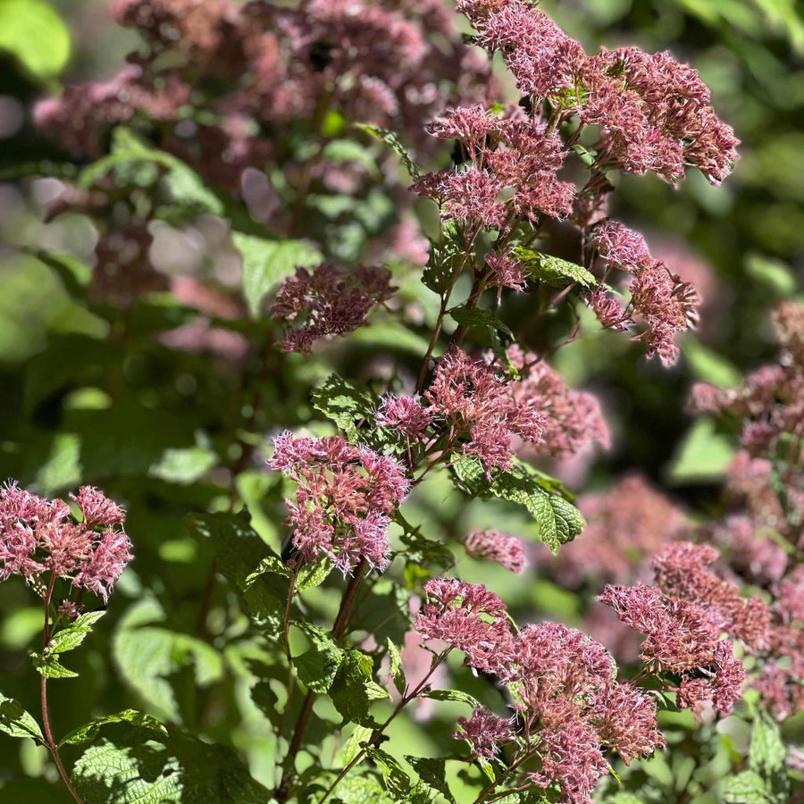 Little Joe Pye Weed