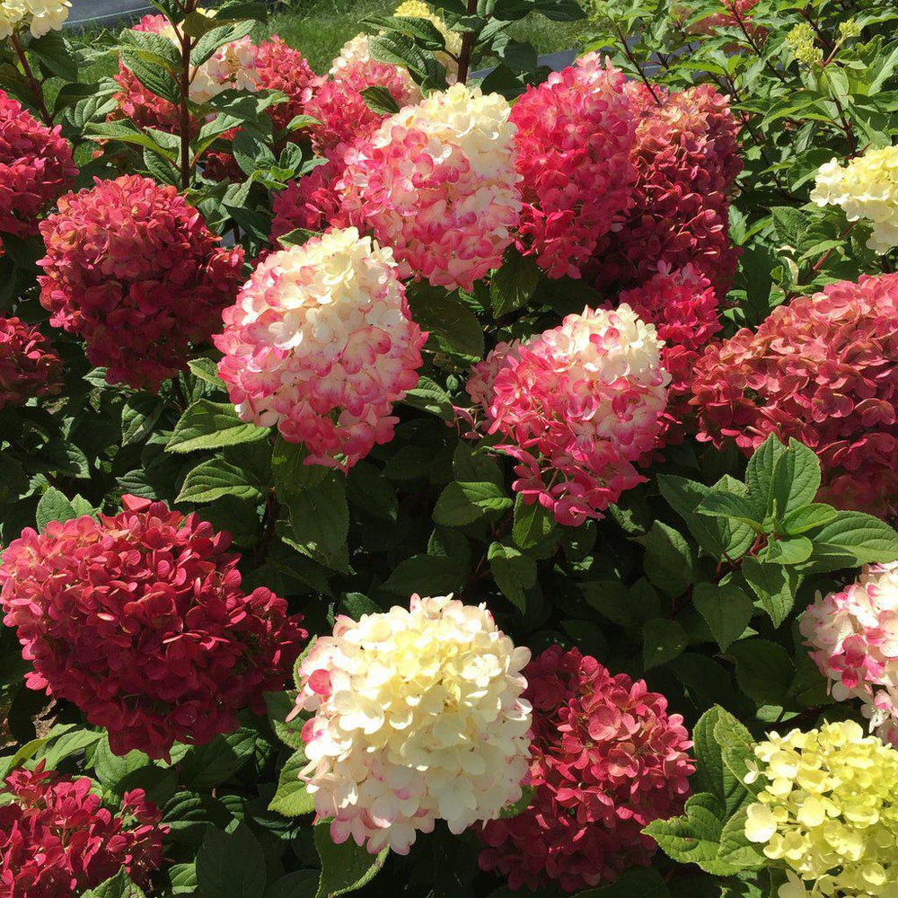 Little Lime Punch® Panicle Hydrangea |Proven Winners®