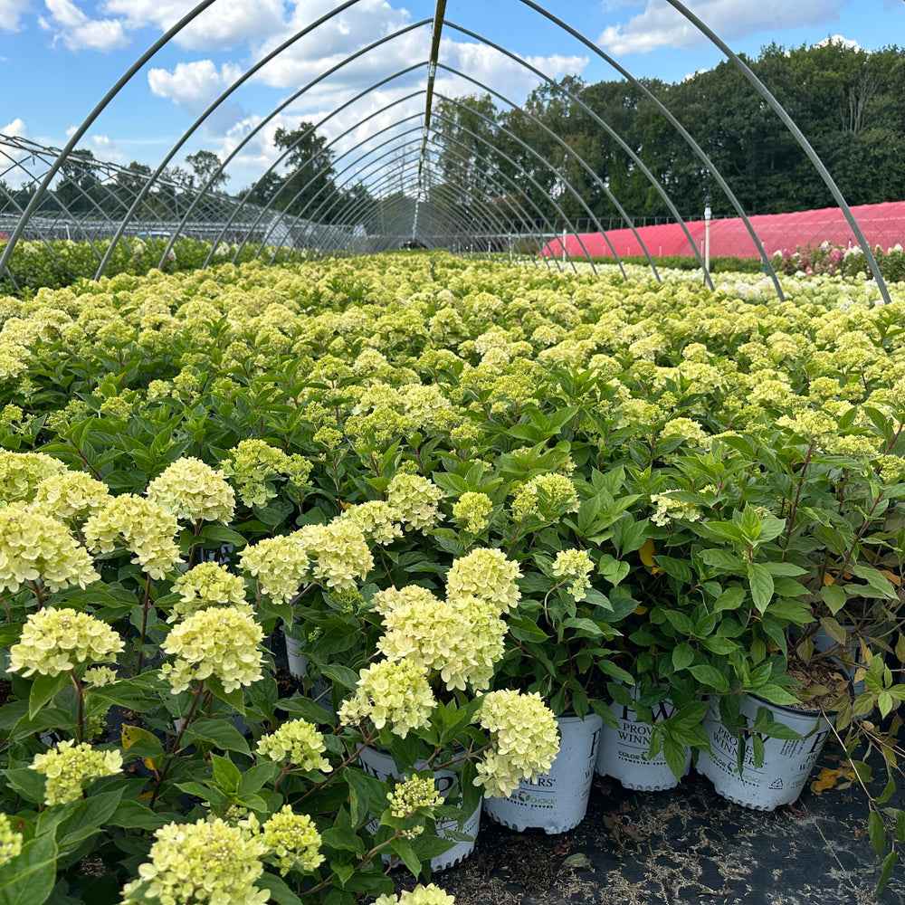 Little Lime® Panicle Hydrangea