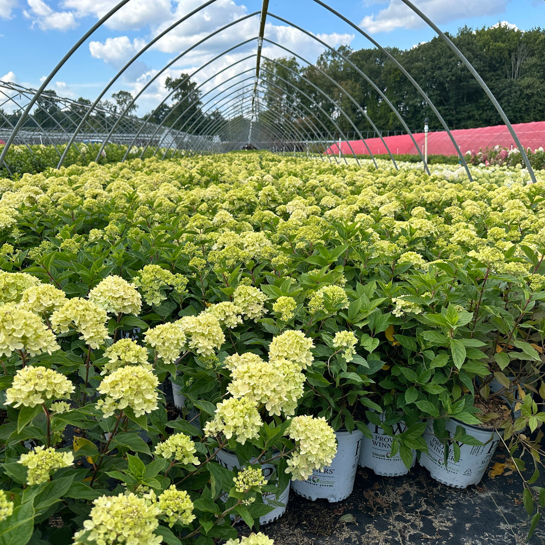 Little Lime® Panicle Hydrangea
