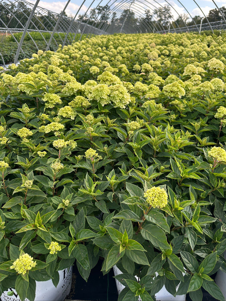 Little Lime® Panicle Hydrangea