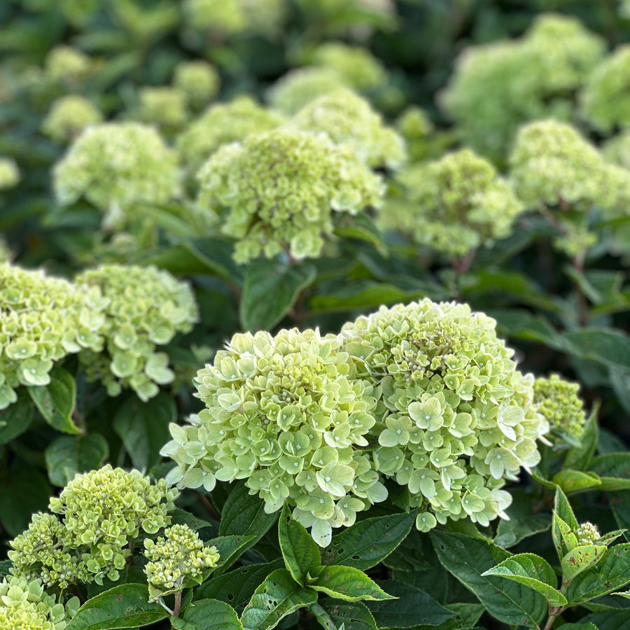 Little Lime® Panicle Hydrangea