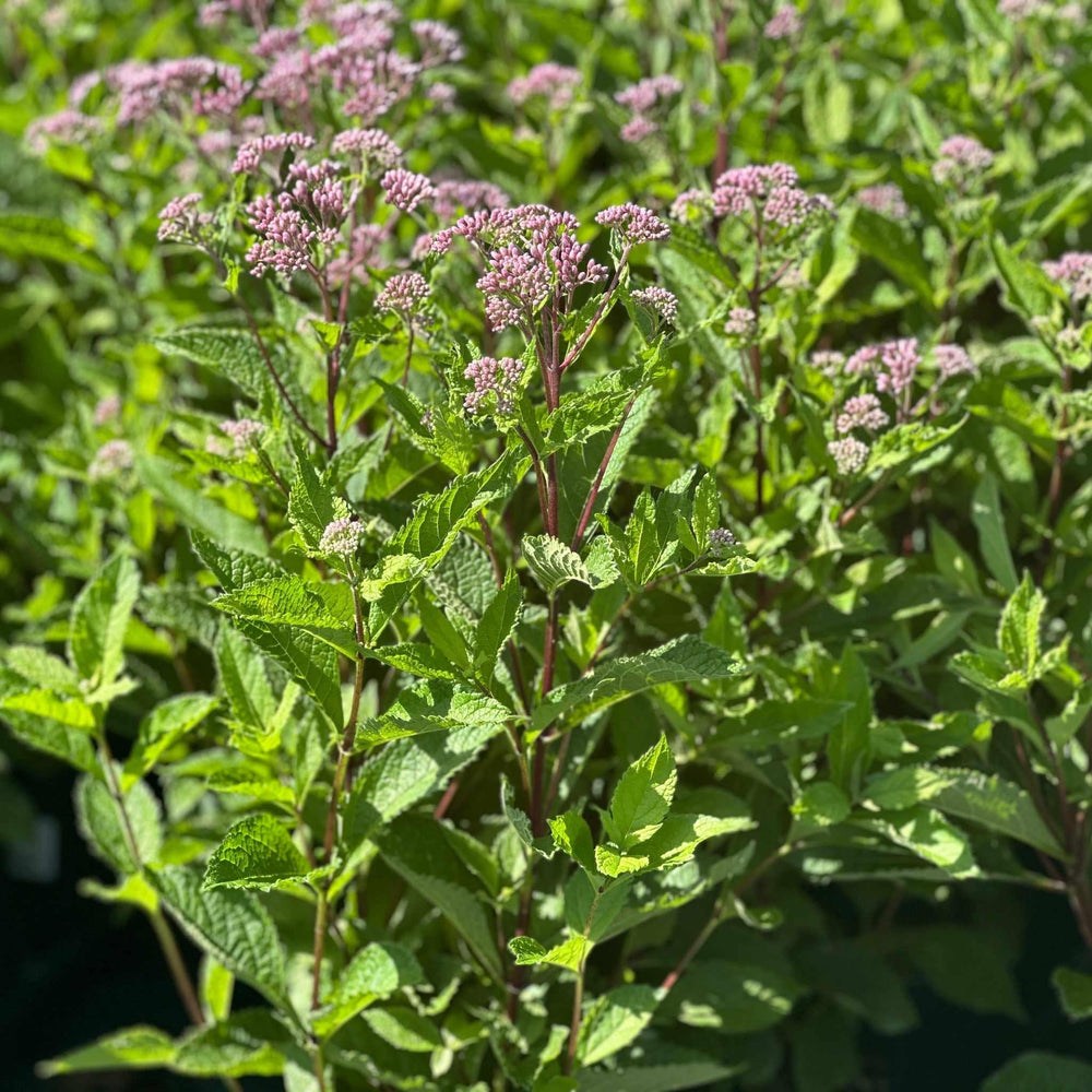 little-pye-joe-pye-weed