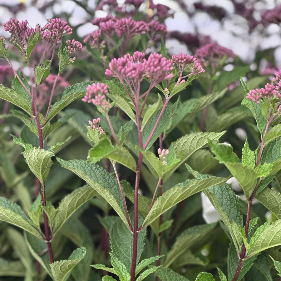 little-pye-joe-pye-weed