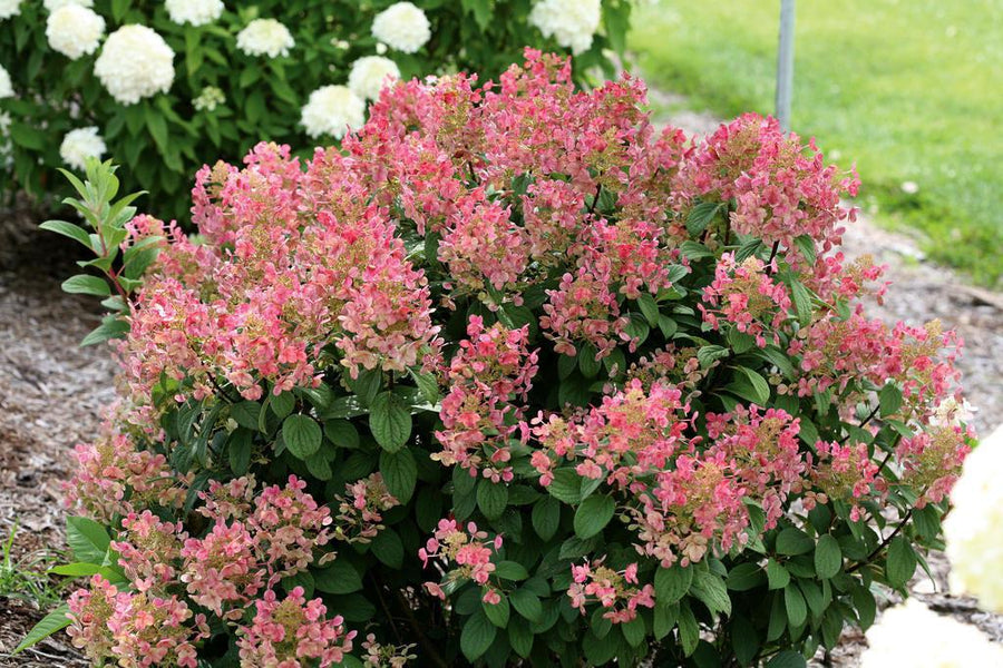 Little Quick Fire® Panicle Hydrangea