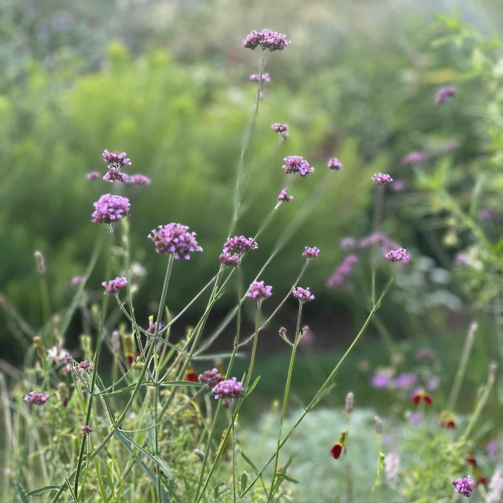 verbena-bon-lollipop