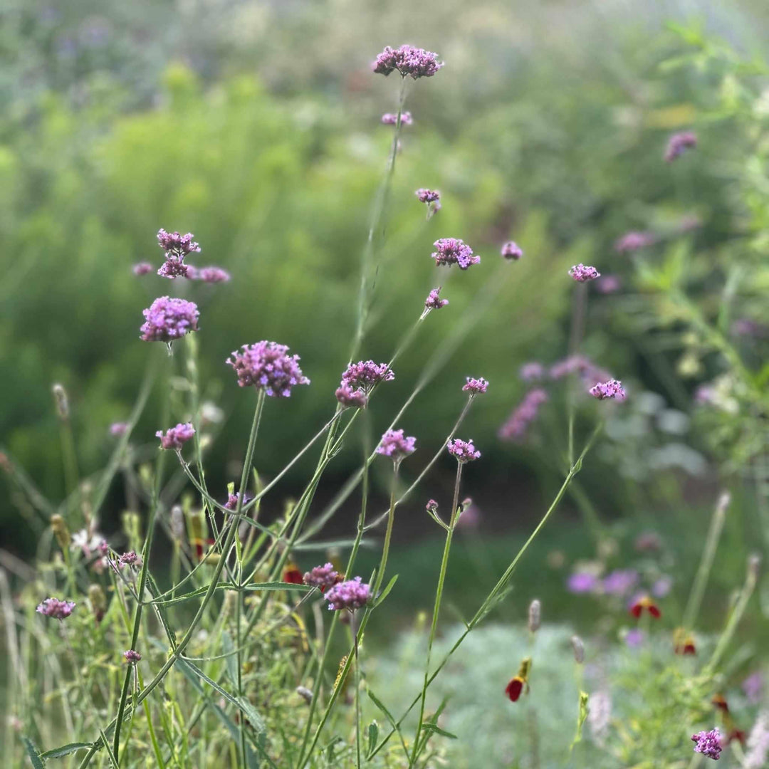 verbena-bon-lollipop