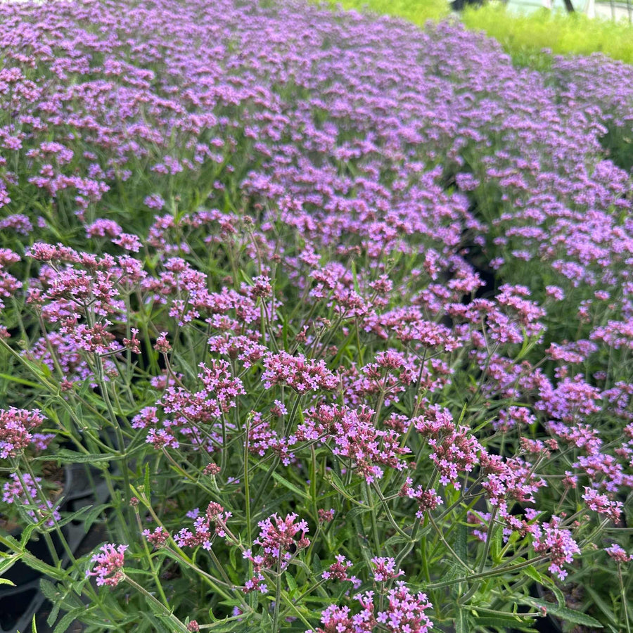 verbena-bon-lollipop