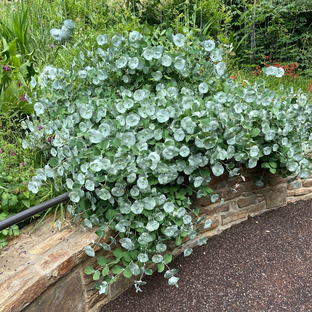 mature Kintzley's ghost honeysuckle |Proven Winners®