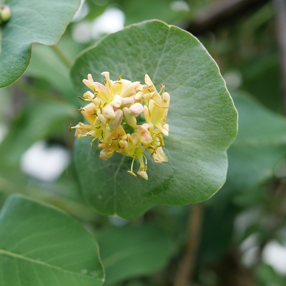 kintzley's Ghost bloom |Proven Winners®