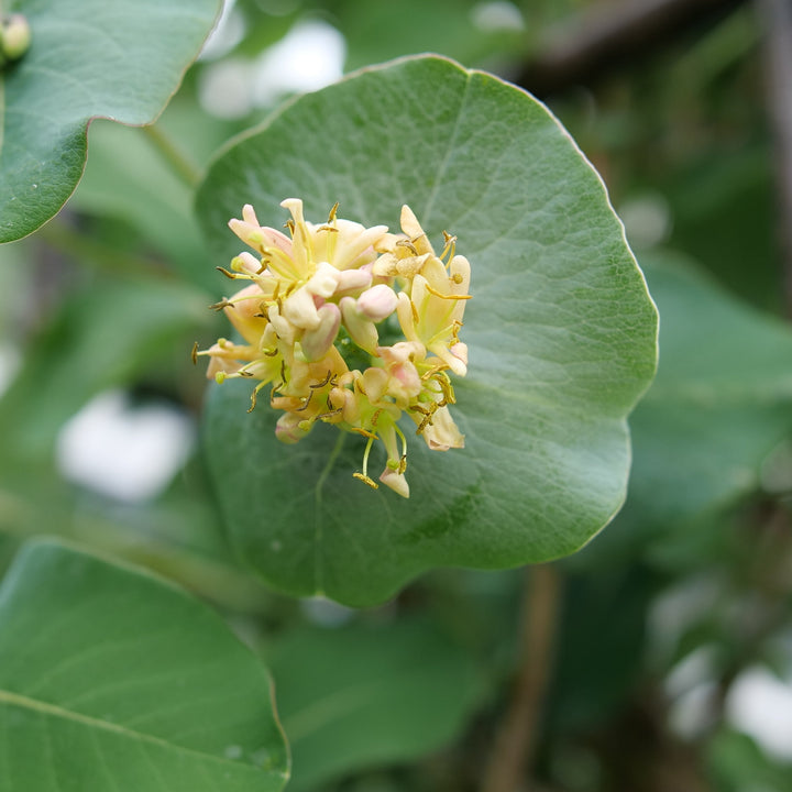 kintzley's Ghost bloom |Proven Winners®