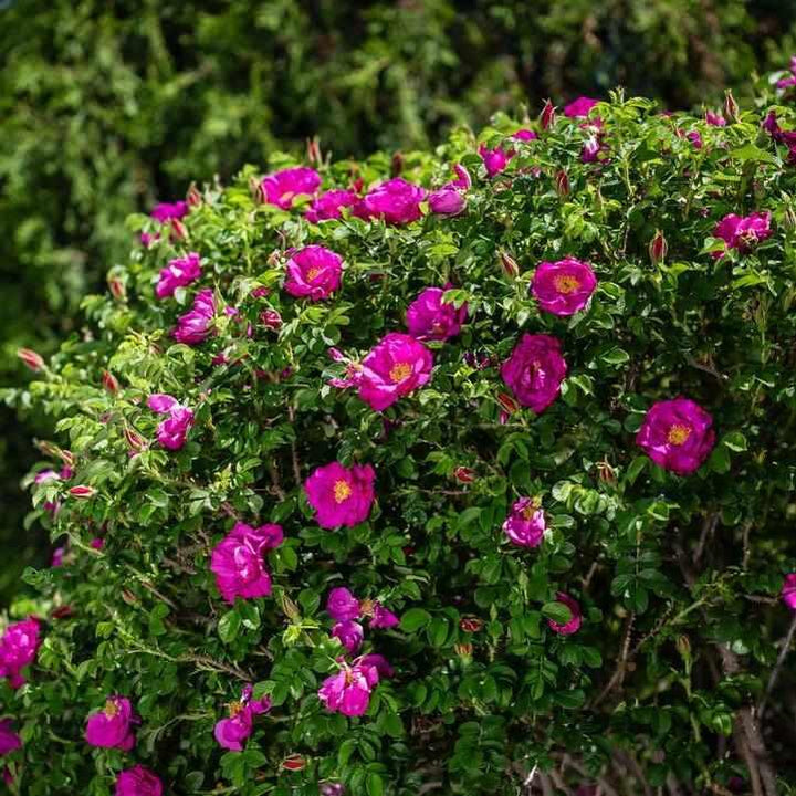 Lotty's Love® Rose