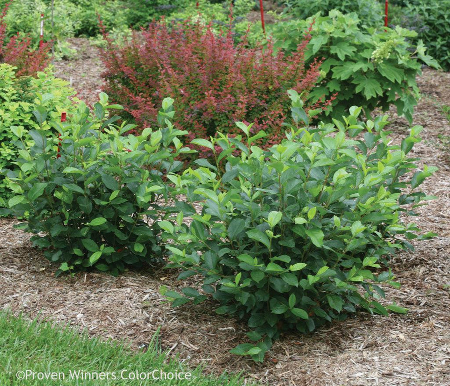 Low Scape Hedger® Aronia