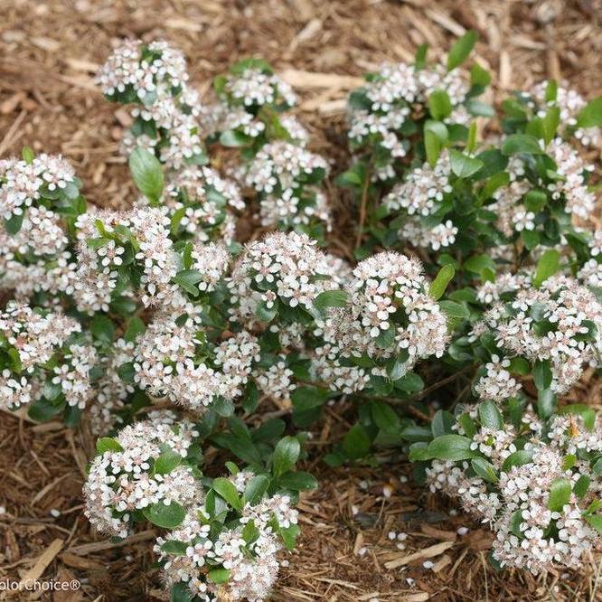 Low Scape Mound® Aronia