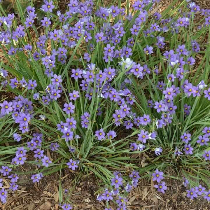 Lucerne Blue-Eyed Grass |Prides Corner Farms
