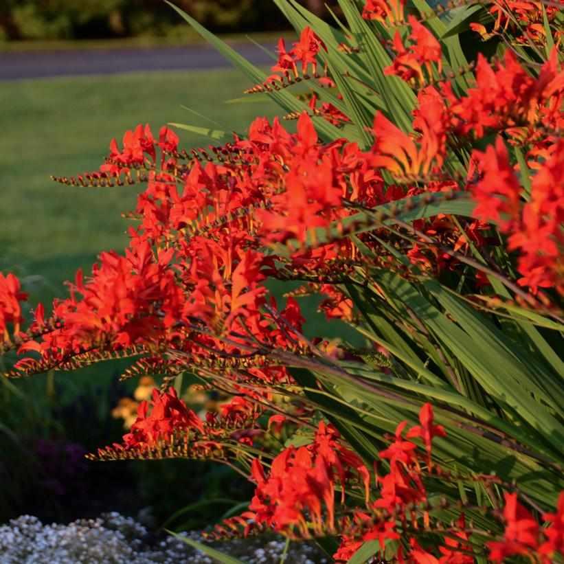 Lucifer Montbretia