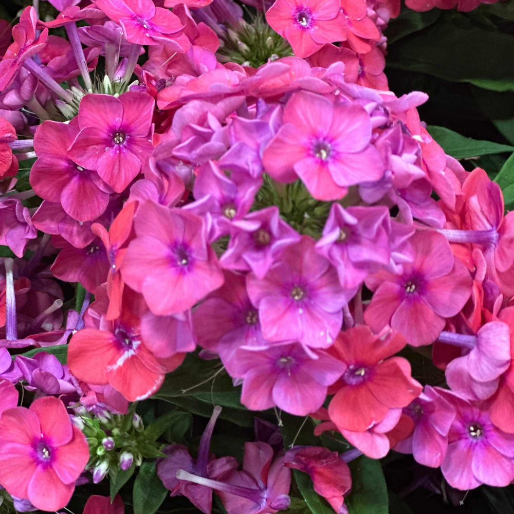 Luminary® 'Sunset Coral' Tall Garden Phlox