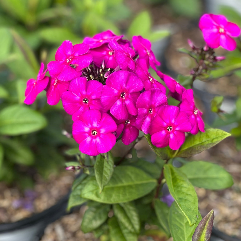 Luminary® Ultraviolet Tall Garden Phlox