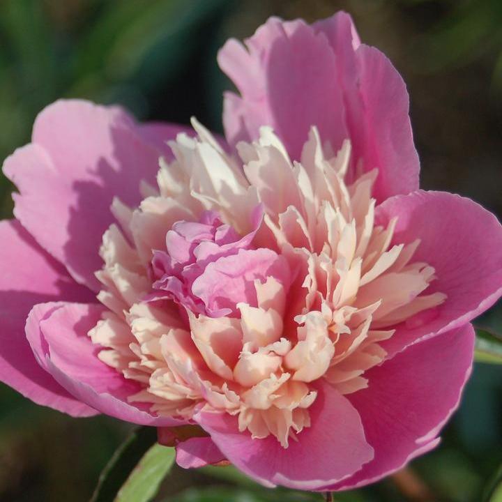 Madame Emile Debatene Peony