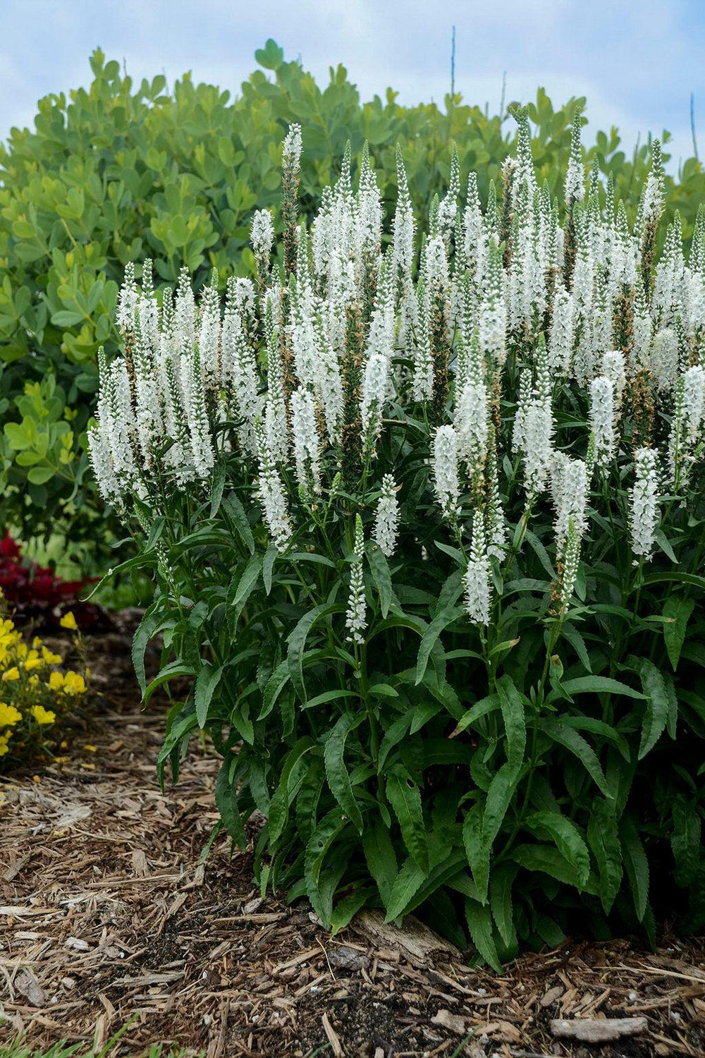 Magic Show® White Wands Spike Speedwell