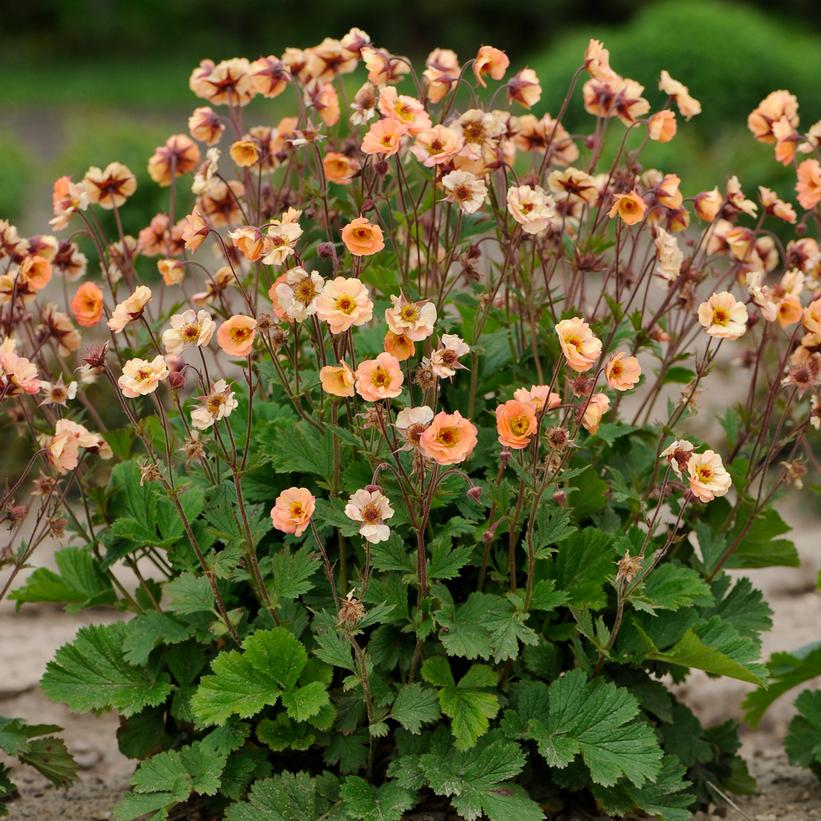 MaiTai Avens